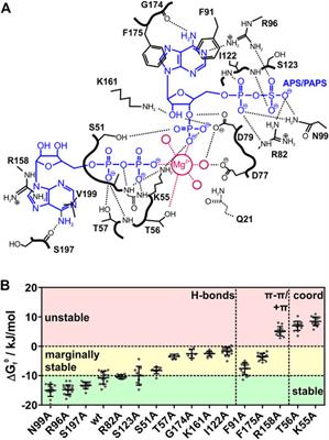 Cellular ATP Levels Determine the Stability of a Nucleotide Kinase